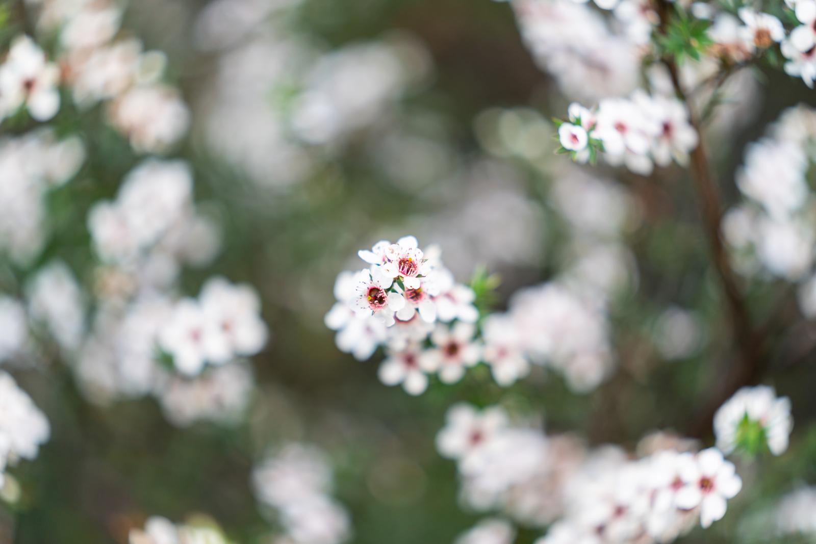 Manuka